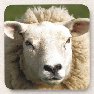 PORTA-COPO OVINO DE BOVINO