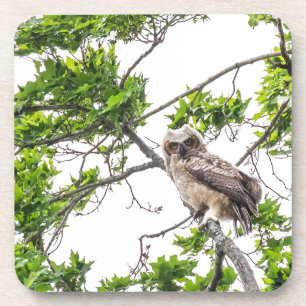 Porta-copo Owlet Em Uma Ramificação De Árvore De Mapeamento