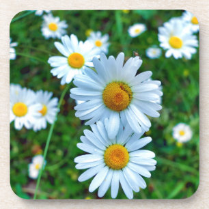 Porta-copo Ox-Eye Daisies