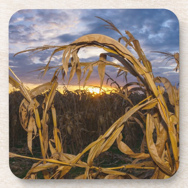 Porta-copo Ozarks Harvest (Frente)