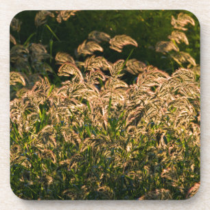 Porta-copo Painço Selvagem (Panicum Sp.) Crescendo em Área Úm