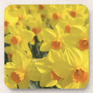Porta-copo Países Baixos, Holanda, Lisse, Jardins Keukenhof,