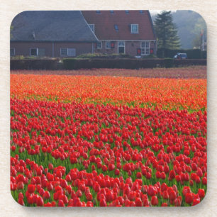 Porta-copo Países Baixos: Tulip Field na Holanda