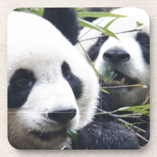 Porta-copo Panda Bear Hugs (Frente)