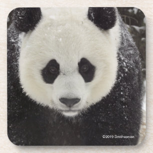 Porta-copo Panda gigante na neve