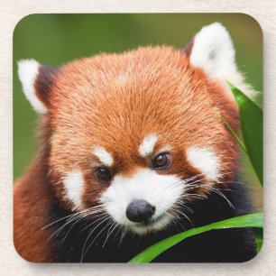 Porta-copo Panda Vermelho Fofo