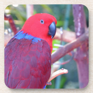 Porta-copo Papagaio colorido do eclectus
