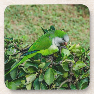 Porta-copo Papagaio verde