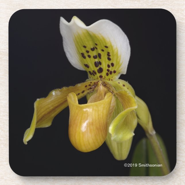 Porta-copo Paphiopedilum Exul (Frente)