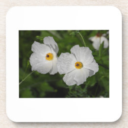 Porta-copo Papoulas Brancas Flor Botânica
