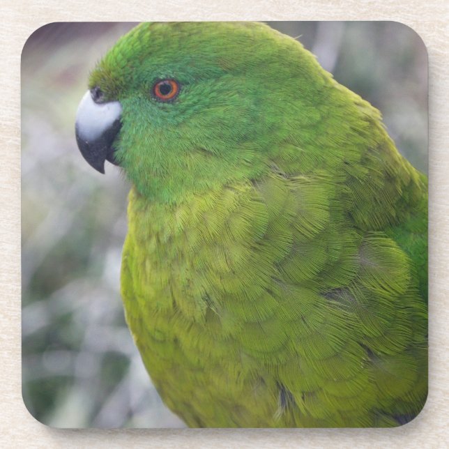 Porta-copo Parakeet da ilha de Antipodes (Frente)