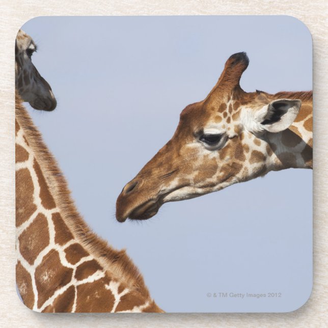 Porta-copo Pares de girafas Reticulated (Giraffa) (Frente)