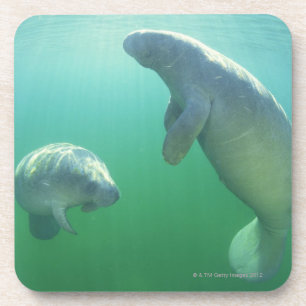 Porta-copo Pares de peixes-boi de florida que nadam