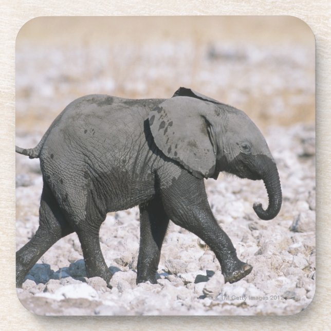 Porta-copo Parque nacional de Etosha, Namíbia (Frente)