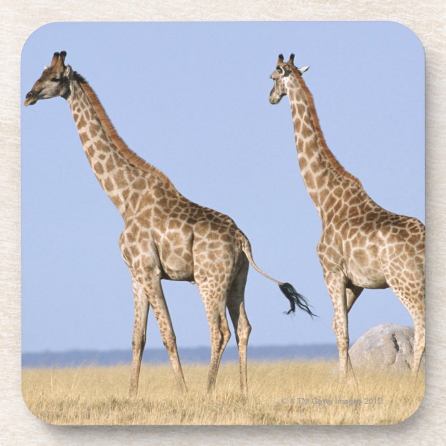 Porta-copo Parque nacional de Etosha, Namíbia 3 (Frente)