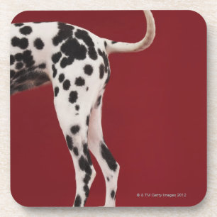 Porta-copo Parte traseira do Dalmatian