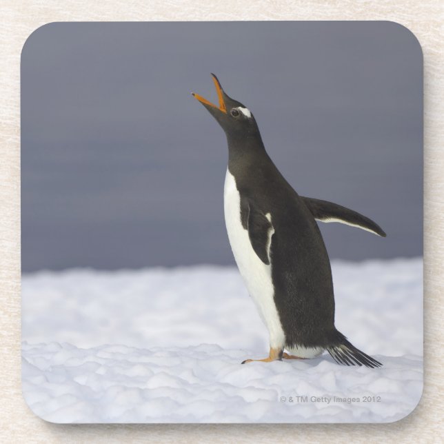 Porta-copo Pássaro adulto do pinguim de Gentoo (Pygoscelis (Frente)