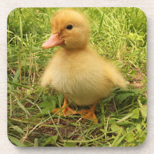 Porta-copo pássaro, pato, pato, amarelo, natureza, fofo, bebê