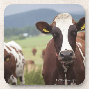 Porta-copo Pastando vacas
