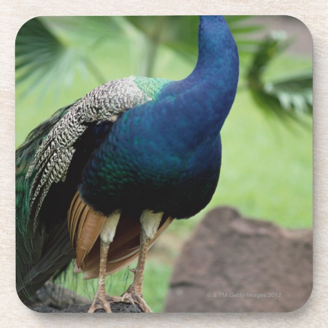 Porta-copo Pavão empoleirado na rocha (Frente)