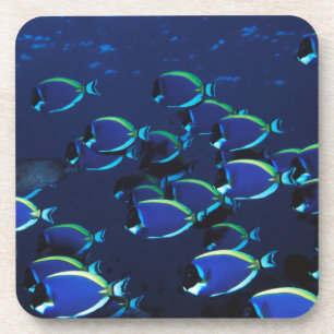 Porta-copo Peixe-cirurgião-azul-pó em cardume