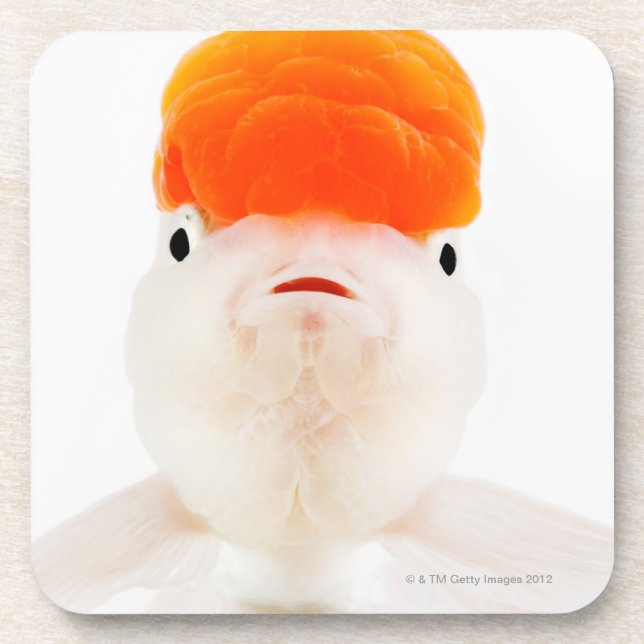 Porta-copo Peixe dourado do lionhead do Redcap (auratus do (Frente)