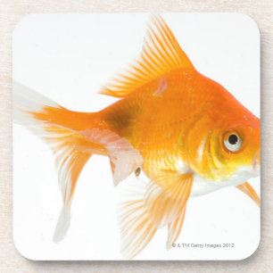 Porta-copo Peixe dourado no fundo branco
