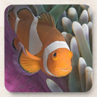 Peixe-Palhaço Ocidental
