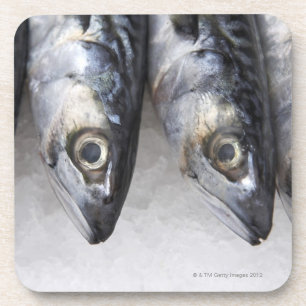 Porta-copo Peixes da cavala, captura fresca do dia
