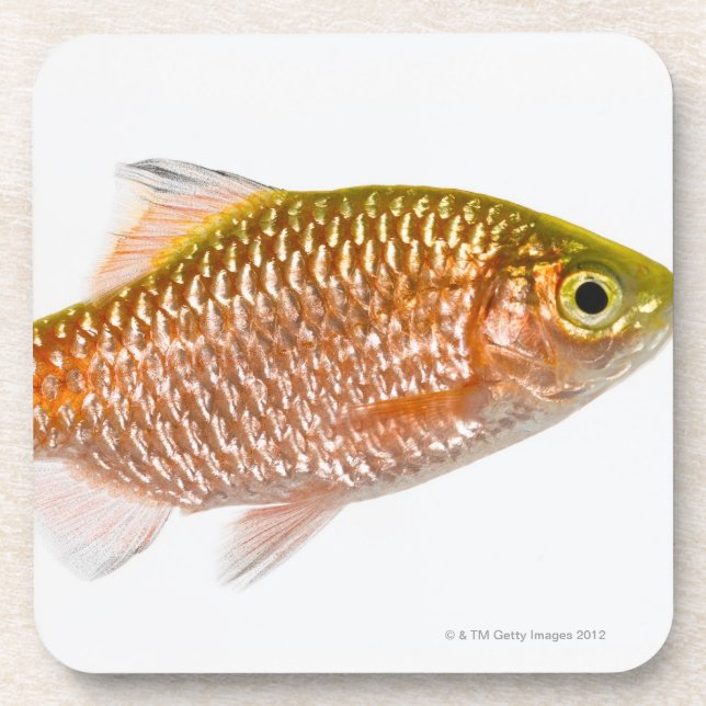 Porta-copo Peixes rosados da farpa (conchonius de Puntius) (Frente)
