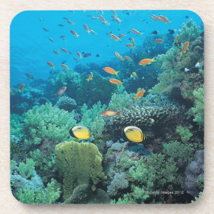 Porta-copo Peixes tropicais que nadam sobre o recife
