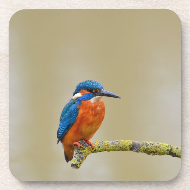 Porta-copo Perching Kingfisher (Frente)