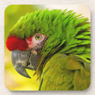 Porta-copo Perfil de arara no Zoológico de Santa Barbara