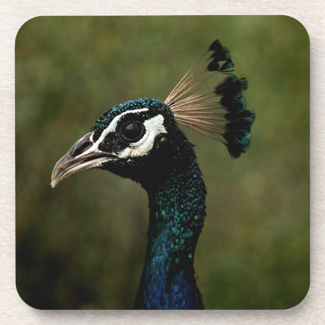 Porta-copo Perfil de Peacock (Frente)