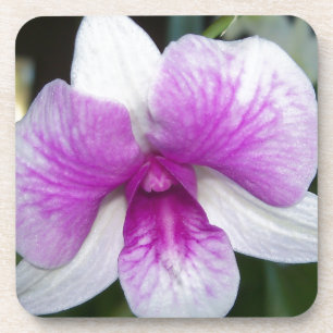 Porta-copo perto de uma linda orquídea roxa e branca