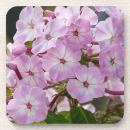 Porta-copo Phlox Rosa