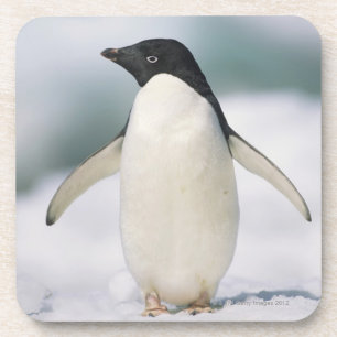 Porta-copo Pinguim de Adelie, fim-acima