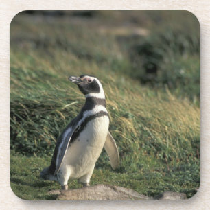 Porta-copo Pinguim-de-magalhães (Spheniscus magellanicus),
