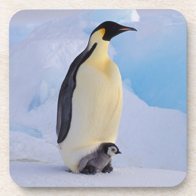 Porta-copo Pinguim-imperador | Aptenodytes (Frente)