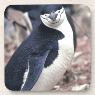 Porta-copo Pinguim-Pássaro Cinto-Negro Água Branca