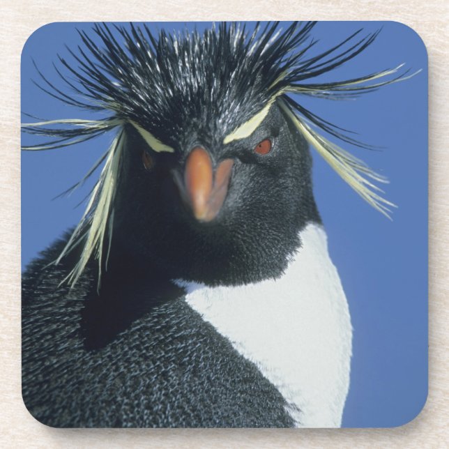Porta-copo Pinguim Saltador-rochoso (Eudyptes chrysocome) (Frente)