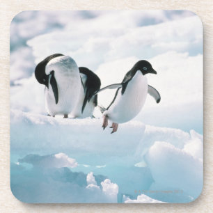 Porta-copo Pinguins de Adelie (adeliae) do pygoscelis a