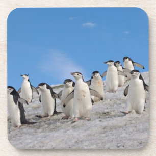 Porta-copo Pinguins-de-barbicha Pygoscelis Antarctica