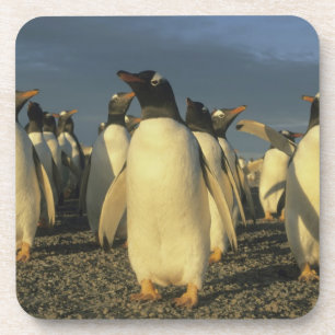Porta-copo Pinguins de Gentoo, (Pygoscelis papua), Malvinas