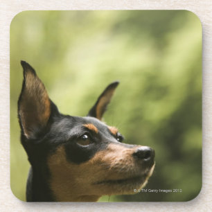 Porta-copo Pinscher diminuto (Minuto-Pin)