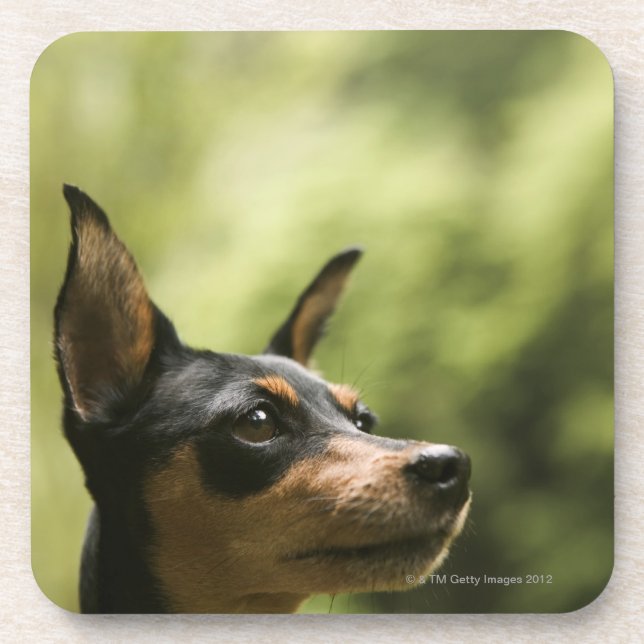 Porta-copo Pinscher diminuto (Minuto-Pin) (Frente)