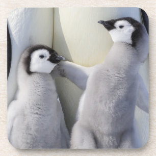 Porta-copo Pintinho do pinguim de imperador