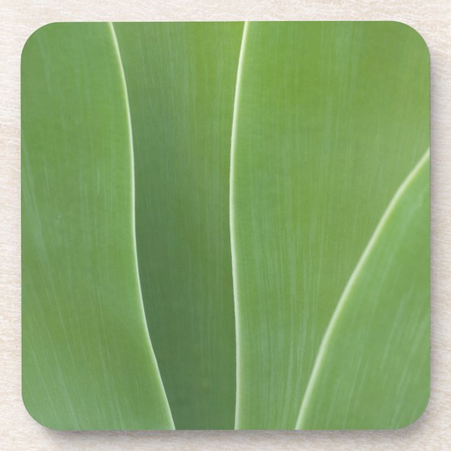 Porta-copo Planta Agave Close Up (Frente)