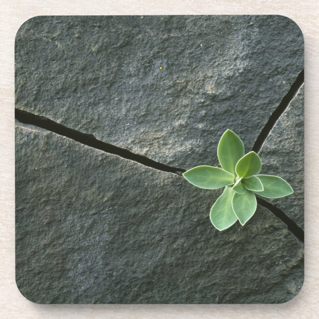 Porta-copo Planta que cresce em Boulder rachado (Frente)