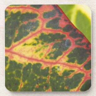 Porta-copo Plantas havaianas coloridas